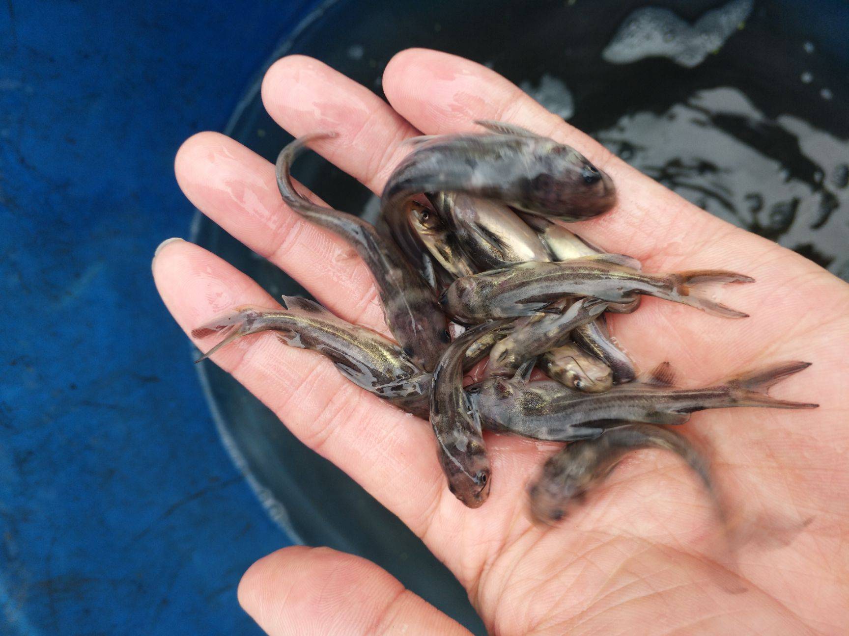 錢塘江鱸魚價格_錢塘江鱸魚是不是海鱸魚_海鱸魚價格一斤多少錢