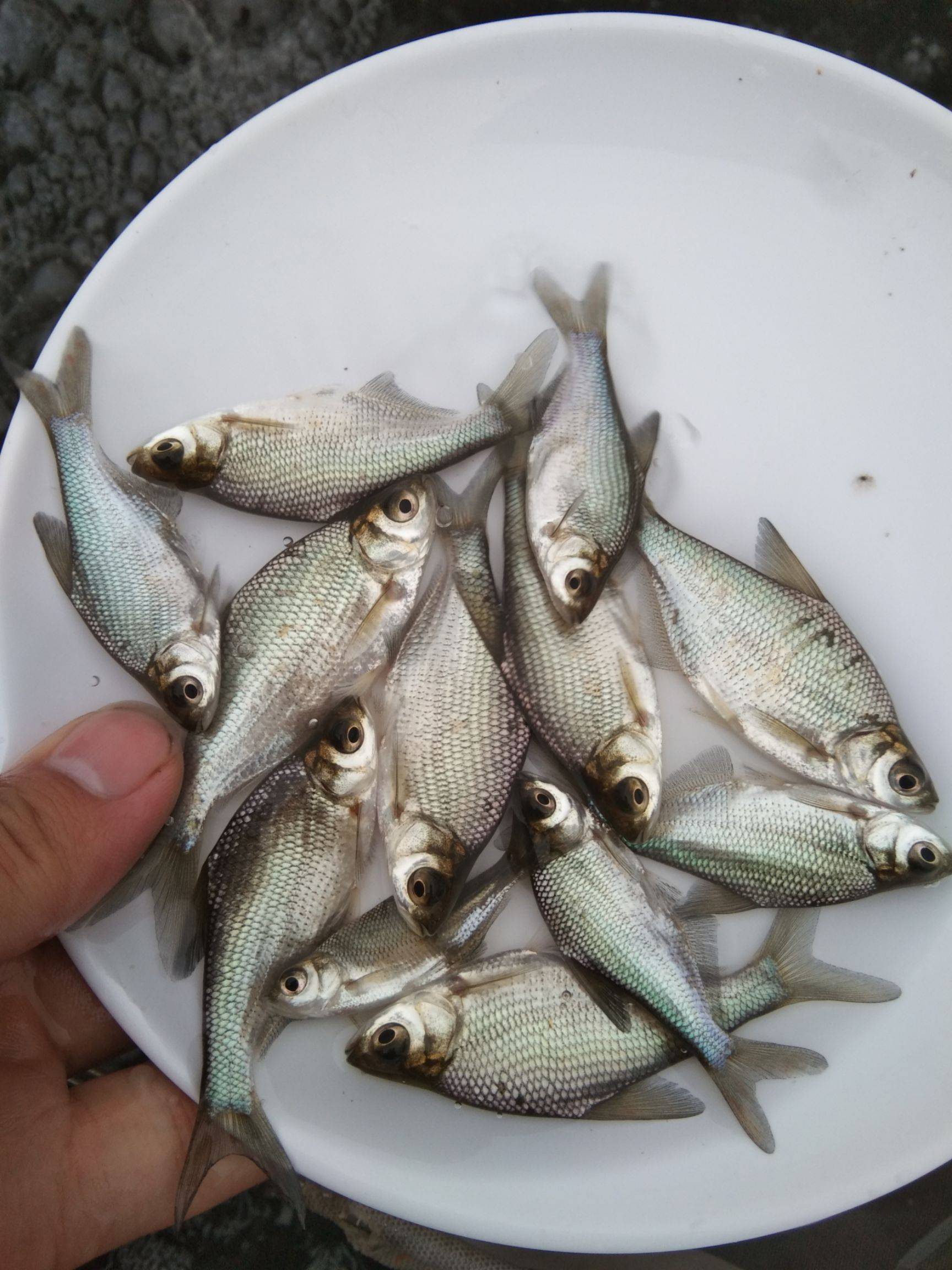 錢塘江鱸魚價格_海鱸魚價格一斤多少錢_錢塘江鱸魚是不是海鱸魚