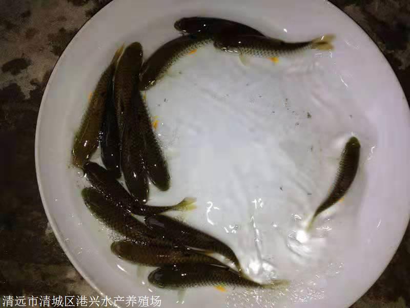 錢塘江鱸魚價格_錢塘江鱸魚是不是海鱸魚_海鱸魚價格一斤多少錢