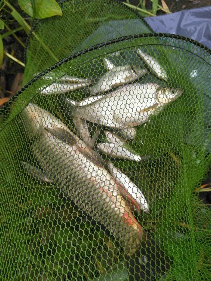 秘方大全魚餌釣魚_秘方大全魚餌怎么用_魚餌秘方大全