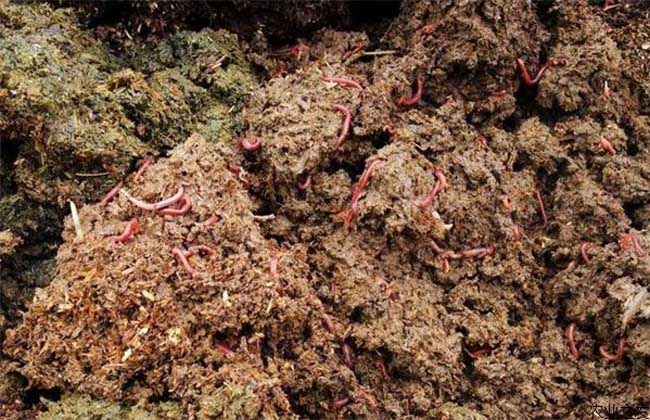 蚯蚓是昆蟲嗎？蚯蚓的養殖方式及養殖方法！