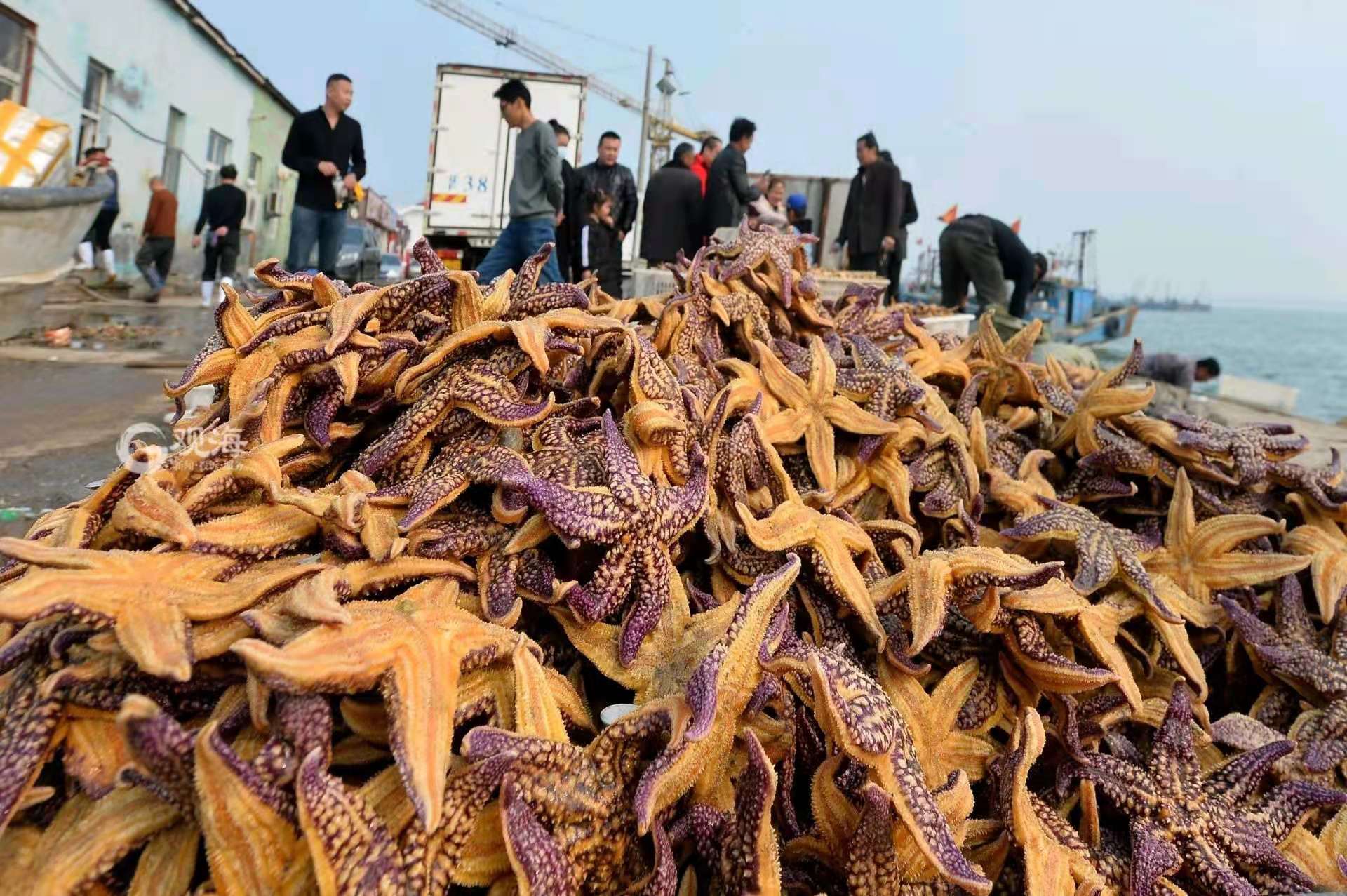 海星吃海星_海星能吃_海星能吃什么部位
