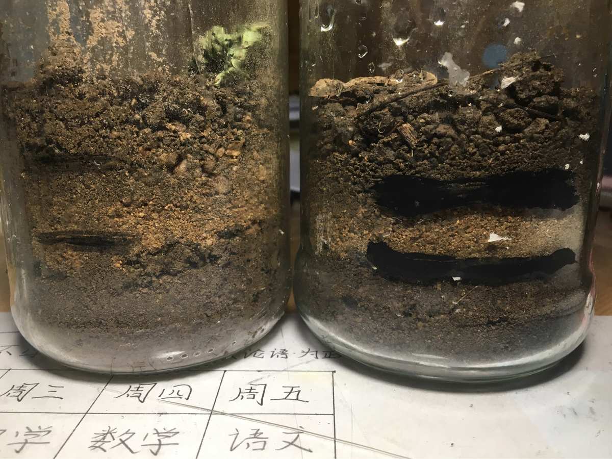 養殖蚯蚓吃什么東西_養殖蚯蚓的方法和技術_蚯蚓養殖