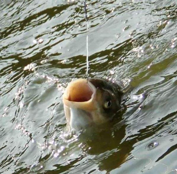 （釣魚技巧）鯪魚的常見釣法，有鯪魚資源的不妨一試