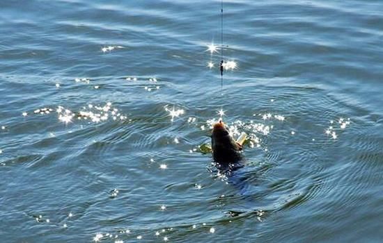 釣蟮魚視頻_釣鯔魚視頻_釣鯪魚視頻大全