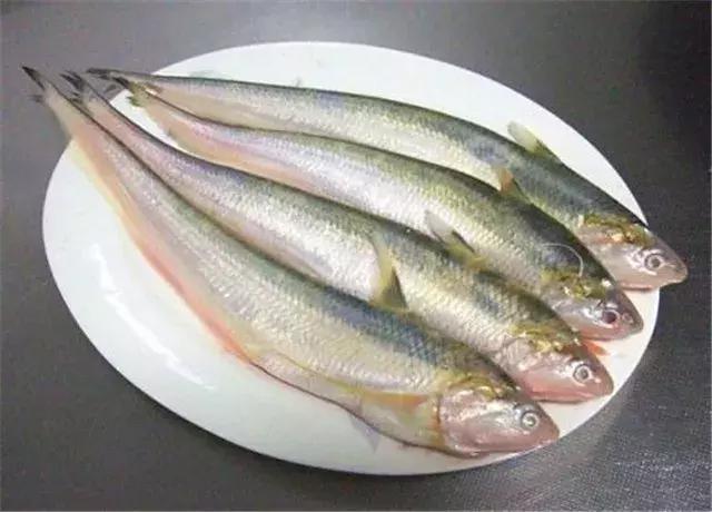 鰣魚多刺是什么意思_刺魟和鰩魚什么區別_刺鰩魚有毒嗎