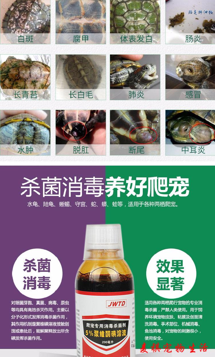 養龜中的水霉病及防治問題，你知道嗎？