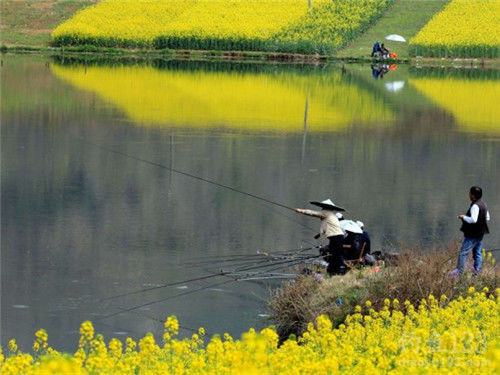 釣蟮魚視頻_釣鯪魚視頻大全高清_釣鯪魚視頻大全