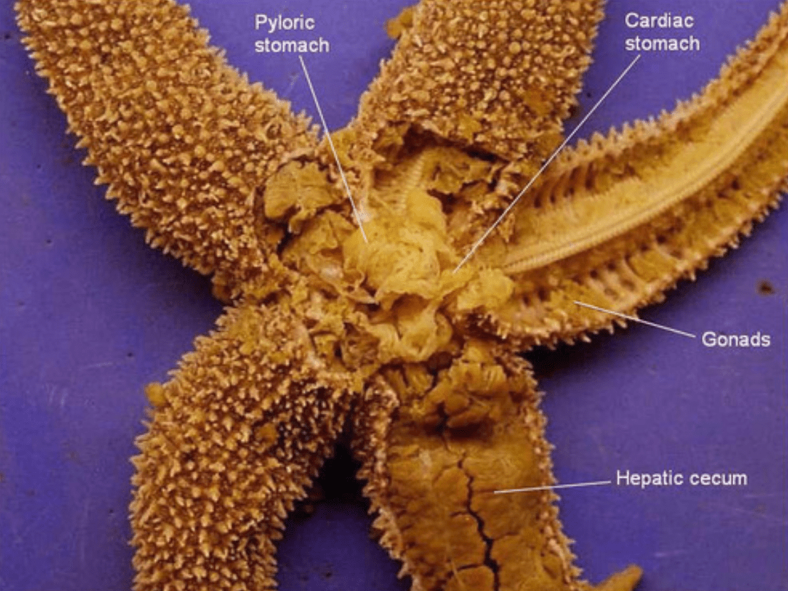 海星真的能吃嗎？活體海星有毒，后才可以食用