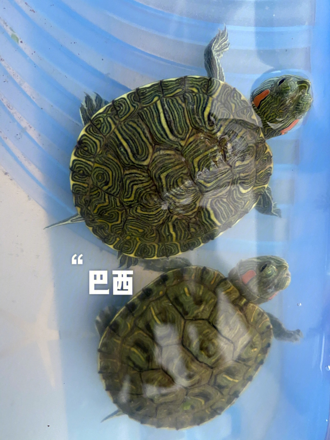 巴西龜腐甲病用什么藥比較好_巴西龜腐甲病癥狀及防治方法_巴西龜腐甲病會自愈嗎