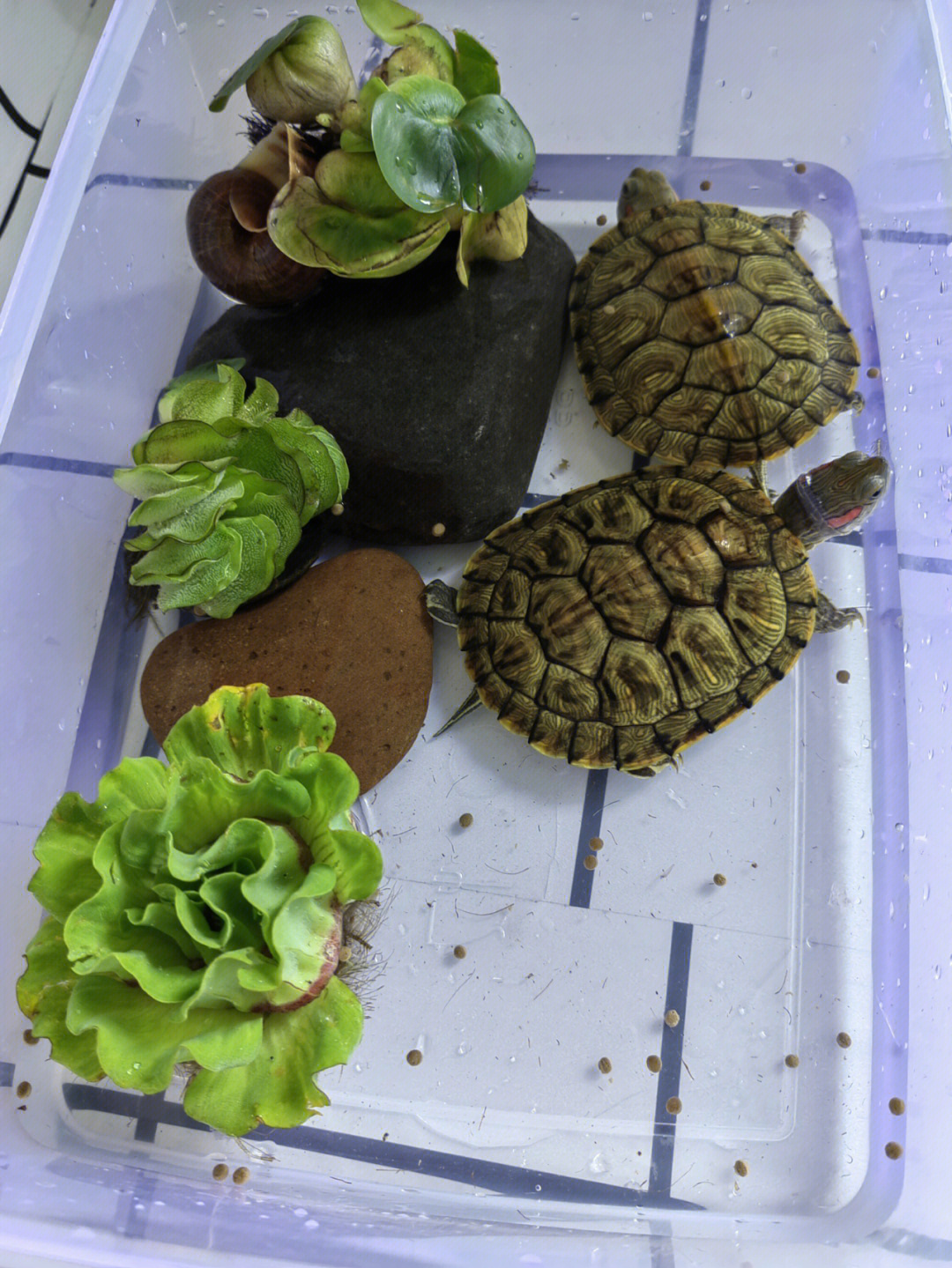 巴西龜腐甲病癥狀及防治方法_巴西龜腐甲病會自愈嗎_巴西龜腐甲病用什么藥比較好