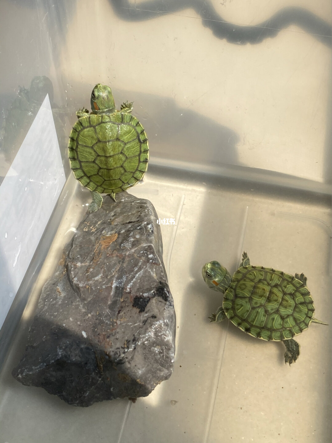 巴西龜腐甲病癥狀及防治方法_巴西龜腐甲病用什么藥比較好_巴西龜腐甲病會自愈嗎