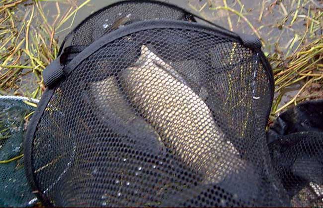 浮釣草魚離水底多少_浮釣草魚離底多深_釣草魚釣離底好還是釣底好