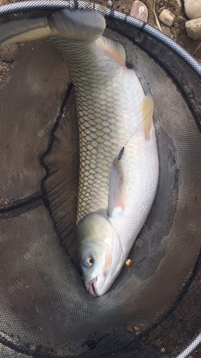 釣草魚百科_釣草魚餌料配方大全圖解_釣草魚的商品餌料配方大全