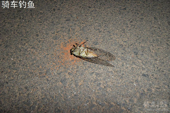 釣草魚百科_釣草魚的商品餌料配方大全_釣草魚餌料配方大全圖解