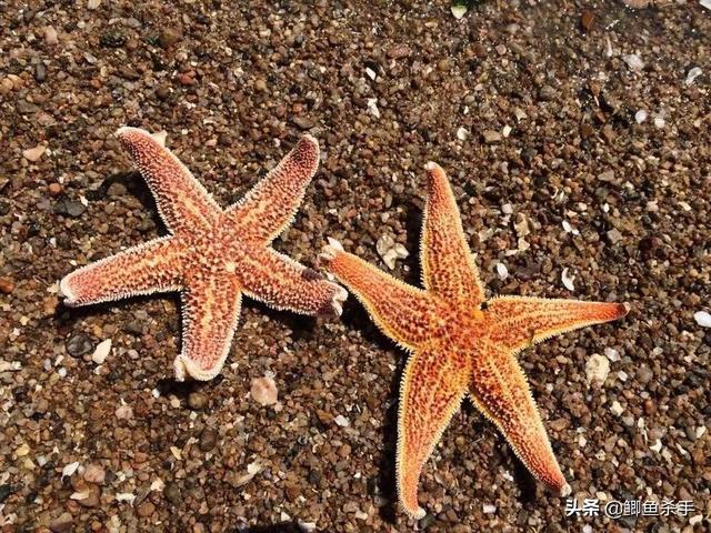 海星能吃_海星吃海星_海星能吃什么部位