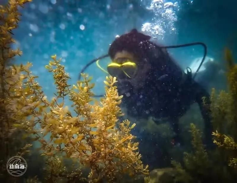 大西洋海蛞蝓如何飼養生活習性：海洋生物、人工養殖