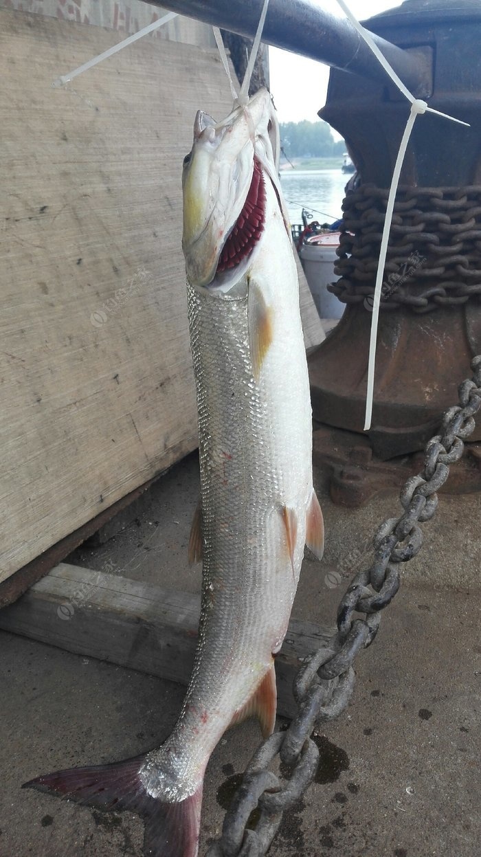 釣魚如何調漂找底_釣魚調漂找底的正確方法視頻_釣魚調漂找底技巧