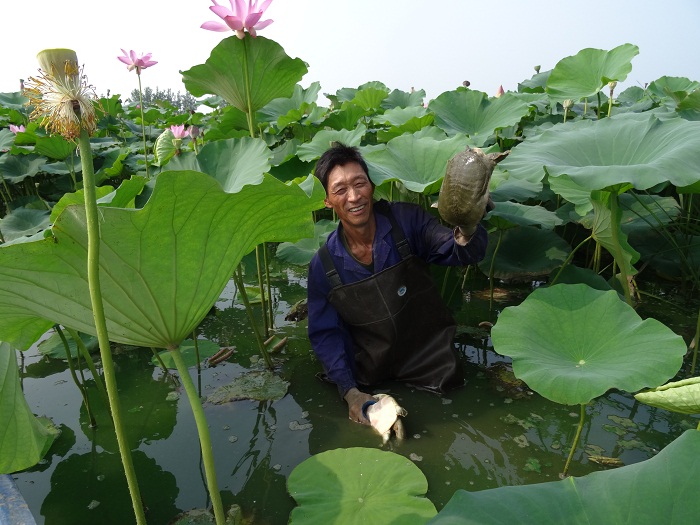 甲魚怎么繁殖一次幾個_甲魚如何繁衍_甲魚怎么繁殖的