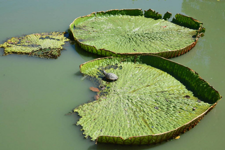 甲魚怎么繁殖的_甲魚怎么繁殖一次幾個_甲魚如何繁衍