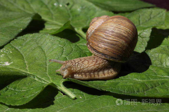 蛞蝓有_蠼螋毒性_蛞蝓有毒嗎