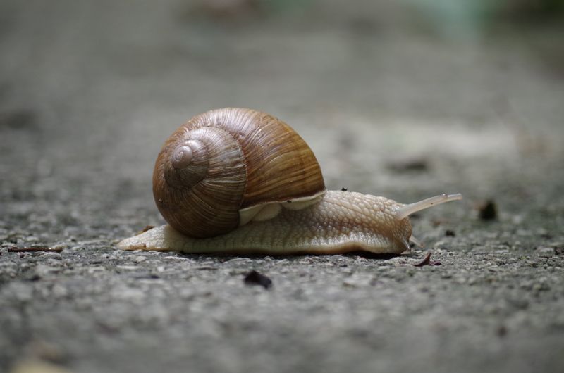 蠼螋毒性_蛞蝓有_蛞蝓有毒嗎