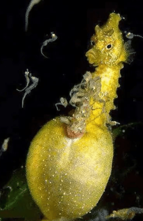 海馬是典型的卵生動物，被歸為魚類，其繁殖方式是卵生