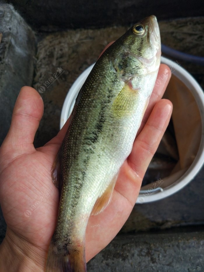 鱸魚魚鉤海釣選擇多大的_海釣鱸魚魚鉤的選擇_海釣鱸魚用什么鉤子最好