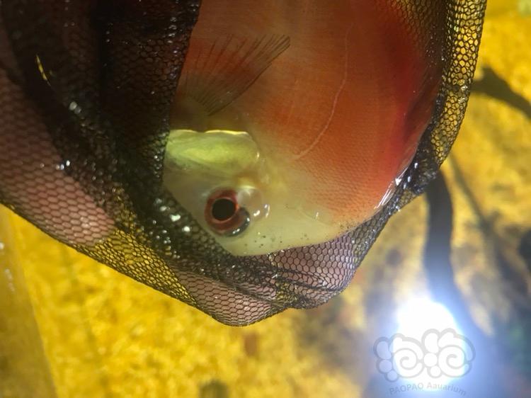 清潔工魚適合多少度水溫_清潔工魚_清潔工魚圖片