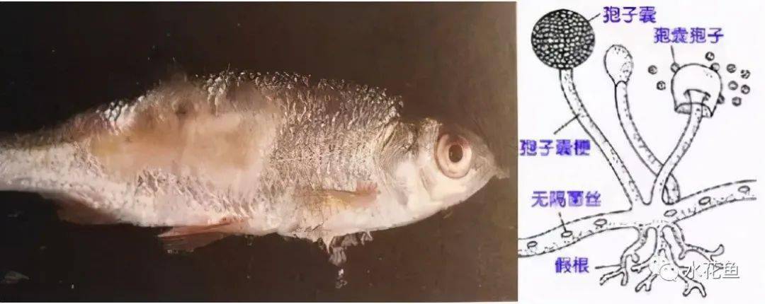 清潔工魚_清潔工魚圖片_清潔工魚適合多少度水溫