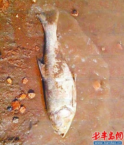 清潔工魚圖片_清潔工魚適合多少度水溫_清潔工魚