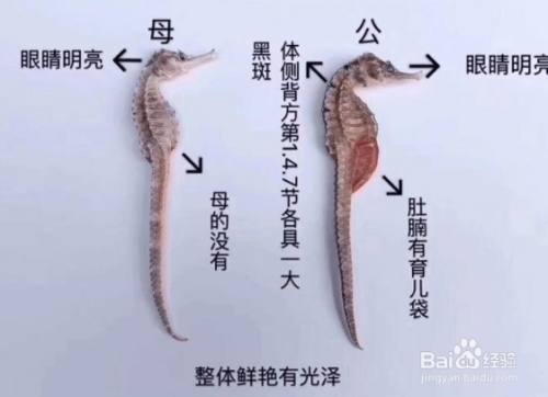 雄性海馬負責生育后代，海馬爸爸是如何產崽的？