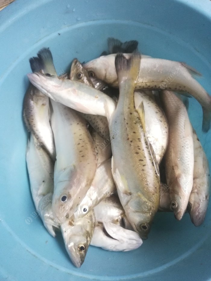 海釣鱸魚鉤的大小選擇_鱸魚魚鉤海釣選擇什么餌料_海釣鱸魚魚鉤的選擇