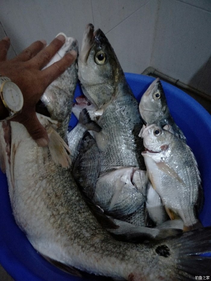 海釣鱸魚魚鉤的選擇_鱸魚魚鉤海釣選擇什么餌料_海釣鱸魚鉤的大小選擇
