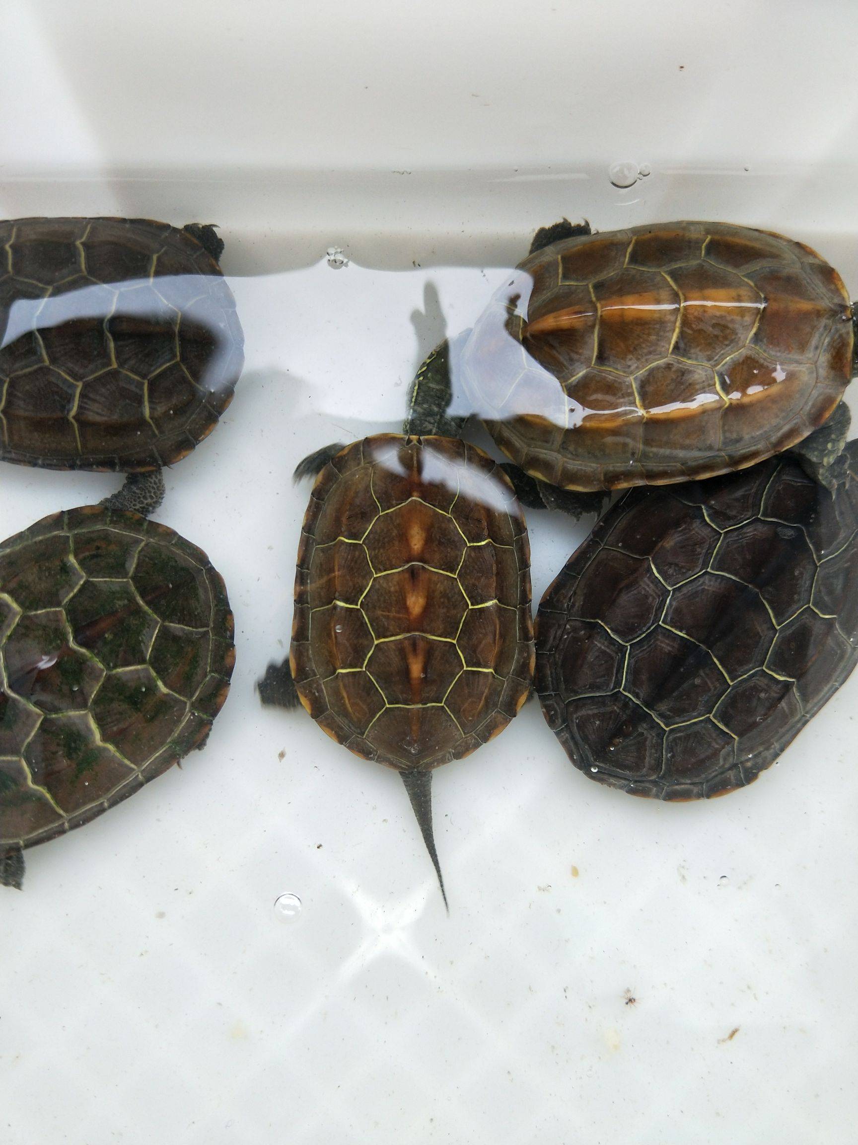 甲魚怎么繁殖的_甲魚繁殖視頻教程_甲魚繁殖技術
