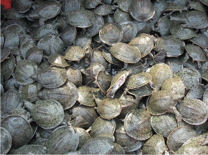 甲魚如何繁衍_甲魚怎么繁殖的_甲魚繁殖能力強嗎