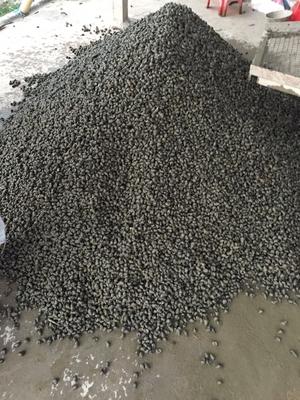 甲魚繁殖視頻教程_甲魚怎么繁殖的_甲魚繁殖技術