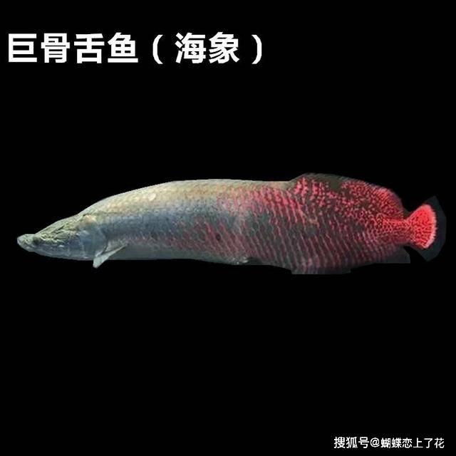 巨骨舌魚是食人魚的天敵嗎_巨骨舌魚吃人視頻_巨骨舌魚吃食人魚是真的嗎