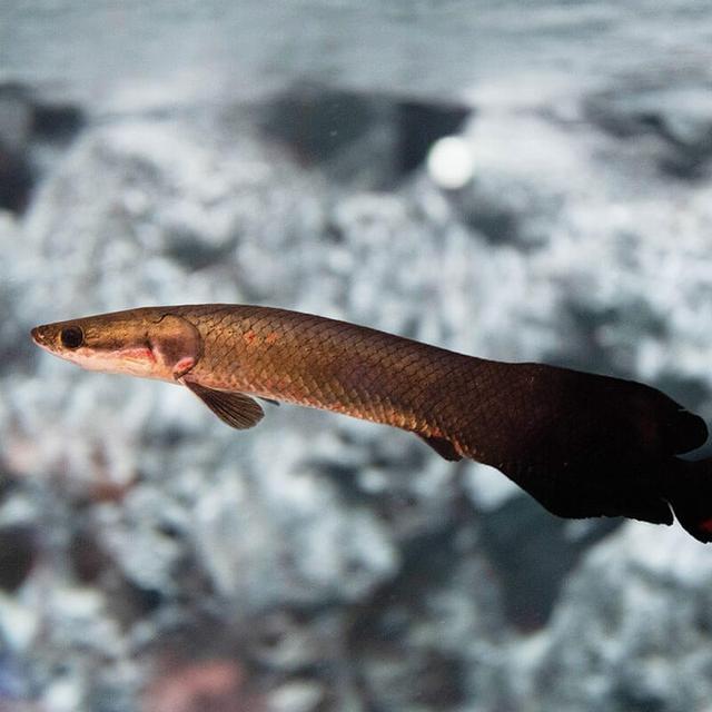 巨骨舌魚是食人魚的天敵嗎_巨骨舌魚吃人視頻_巨骨舌魚吃食人魚是真的嗎