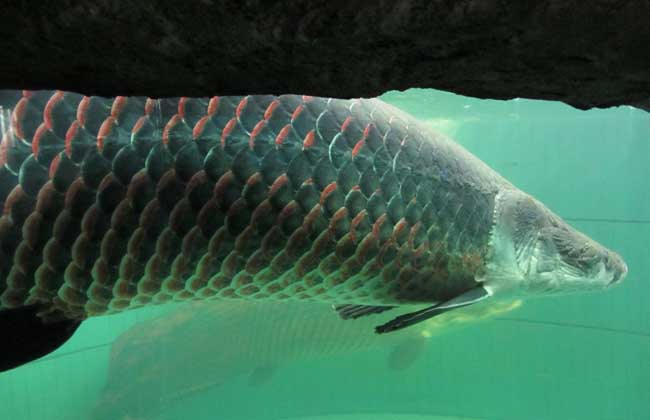 巨骨舌魚吃人視頻_巨骨舌魚吃食人魚是真的嗎_巨骨舌魚是食人魚的天敵嗎