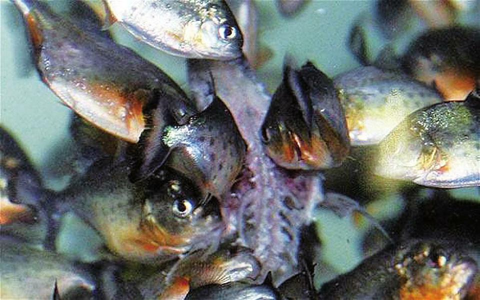巨骨舌魚吃食人魚視頻_巨骨舌魚撞人_巨骨舌魚吃食人魚是真的嗎