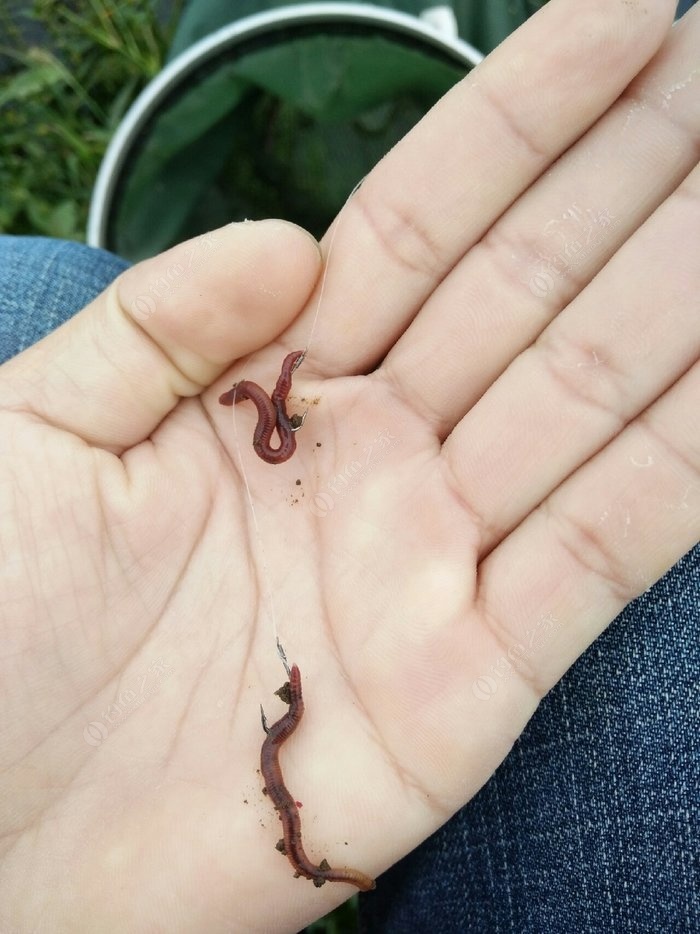 繁殖蚯蚓配方比例_繁殖蚯蚓的方法_蚯蚓怎么繁殖