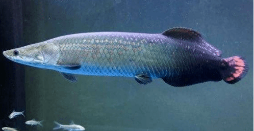 巨骨舌魚吃人視頻_巨骨舌魚是食人魚的天敵嗎_巨骨舌魚吃食人魚是真的嗎