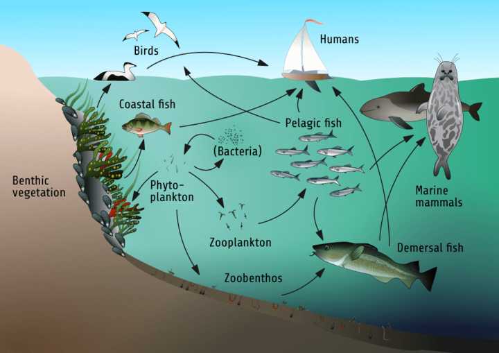 深海魚鲅魚是什么魚_深海魚鲅魚是海魚嗎_鲅魚是深海魚嗎