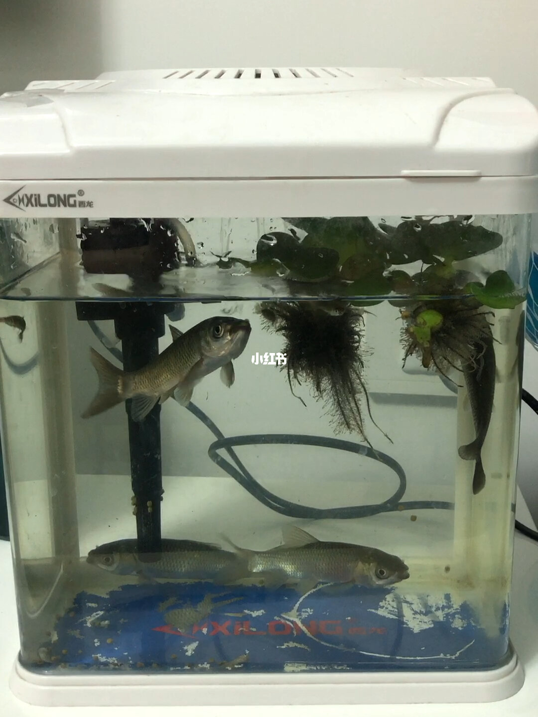 清潔工魚吃什么_清潔工魚_清潔工魚圖片