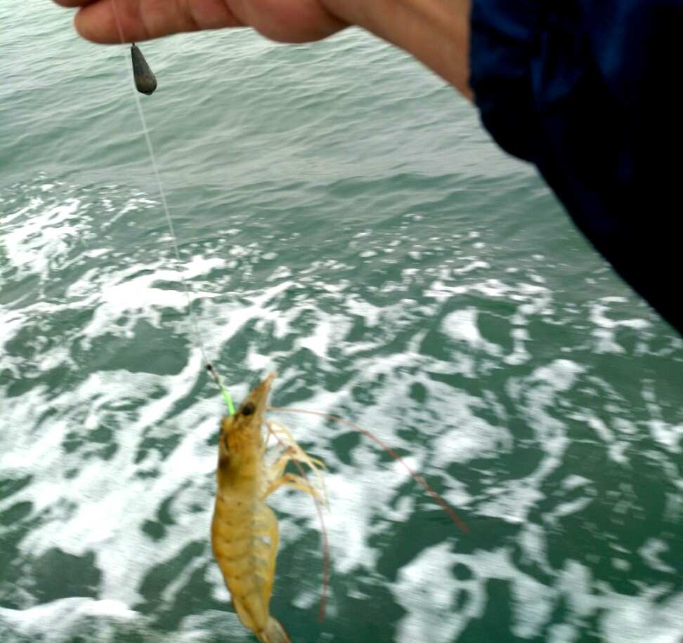 釣蝦技巧圖解_釣蝦技巧_釣蝦技巧大全
