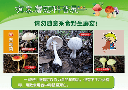 蛞蝓有毒嗎_毒鲉是什么_蠼螋毒性