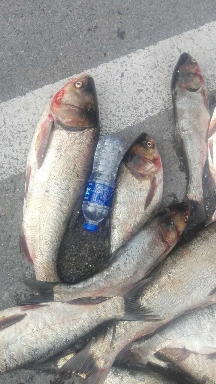 釣花白鰱線組視頻_垂釣花白鰱_釣白鰱花鰱正確釣法及注意事項