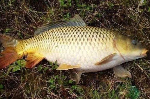 晚秋怎樣釣鯉魚_晚秋釣鯉魚用什么魚餌_晚秋釣鯉魚釣多深