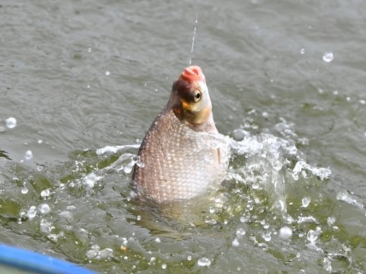 晚秋怎樣釣鯉魚_晚秋垂釣鯉魚最佳時間_晚秋釣鯉魚釣多深